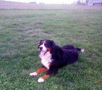 Hope, a female Bernese Mountain Dog for sale in Waynesville, NC – 3 of 8