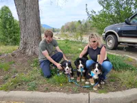 Hope, a female Bernese Mountain Dog for sale in Waynesville, NC – 6 of 8