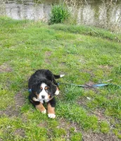 Jake, a male Bernese Mountain Dog for sale in Waynesville, NC – 3 of 8