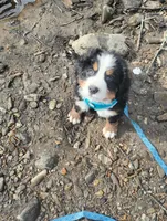 Jake, a male Bernese Mountain Dog for sale in Waynesville, NC – 4 of 8