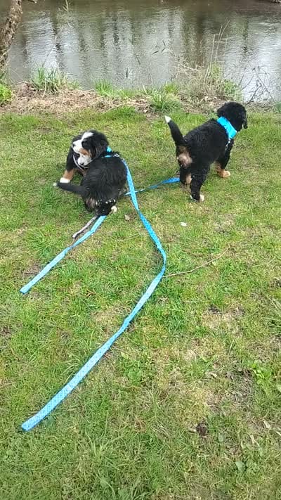 Jake, a male Bernese Mountain Dog for sale in Waynesville, NC – 8 of 8