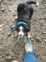 Jake, a male Bernese Mountain Dog for sale in Waynesville, NC – 6 of 8