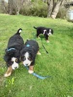 Jake, a male Bernese Mountain Dog for sale in Waynesville, NC – 7 of 8