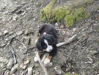 Hope, a female Bernese Mountain Dog for sale in Waynesville, NC – 2 of 8