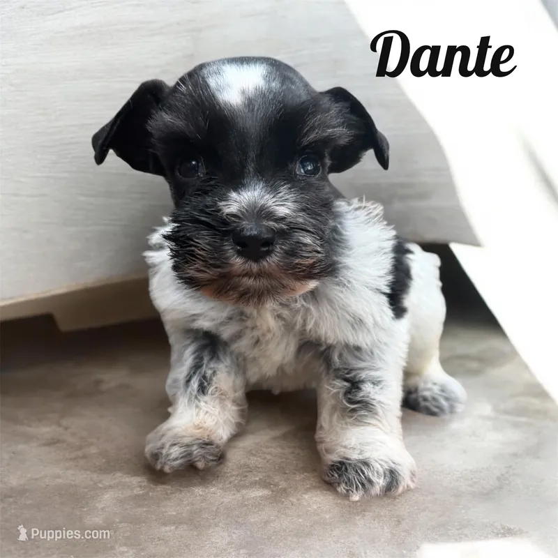 Dante – Miniature Schnauzer puppy for sale in Mocksville, NC