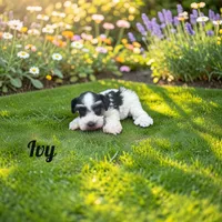 Ivy, a female Miniature Schnauzer for sale in Mocksville, NC – 1 of 4