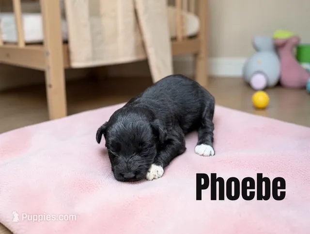 Phoebe – Miniature Schnauzer puppy for sale in Mocksville, NC