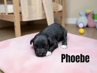 Phoebe, a female Miniature Schnauzer for sale in Mocksville, NC – 1 of 1