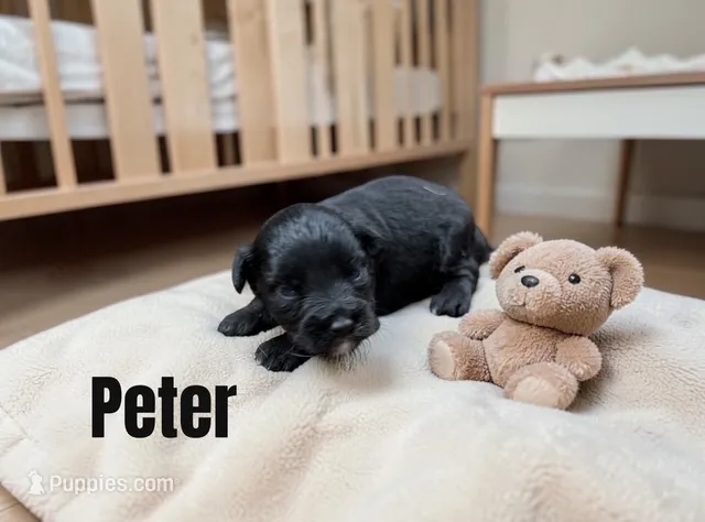 Peter – Miniature Schnauzer puppy for sale in Mocksville, NC