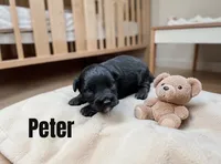 Peter, a male Miniature Schnauzer for sale in Mocksville, NC – 1 of 1