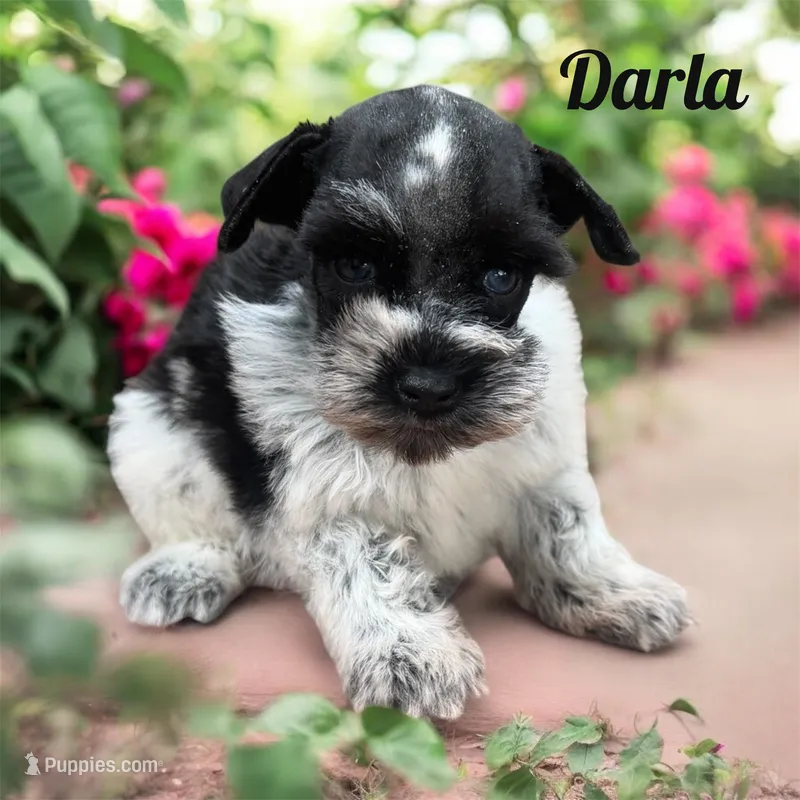 Darla – Miniature Schnauzer puppy for sale in Mocksville, NC