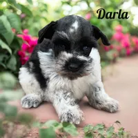 Darla, a female Miniature Schnauzer for sale in Mocksville, NC – 1 of 1