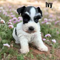Ivy, a female Miniature Schnauzer for sale in Mocksville, NC – 2 of 4