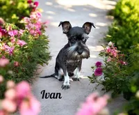 Ivan, a  Miniature Schnauzer for sale in Mocksville, NC – 1 of 1