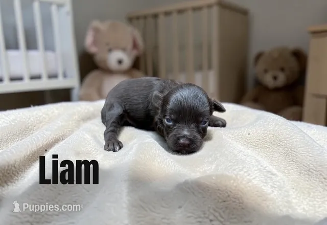 Liam – Miniature Schnauzer puppy for sale in Mocksville, NC