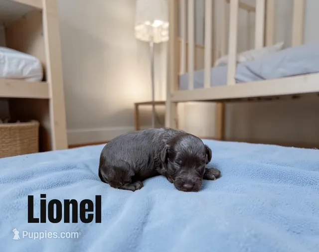 Lionel – Miniature Schnauzer puppy for sale in Mocksville, NC