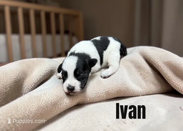 Ivan – Miniature Schnauzer puppy for sale in Mocksville, NC