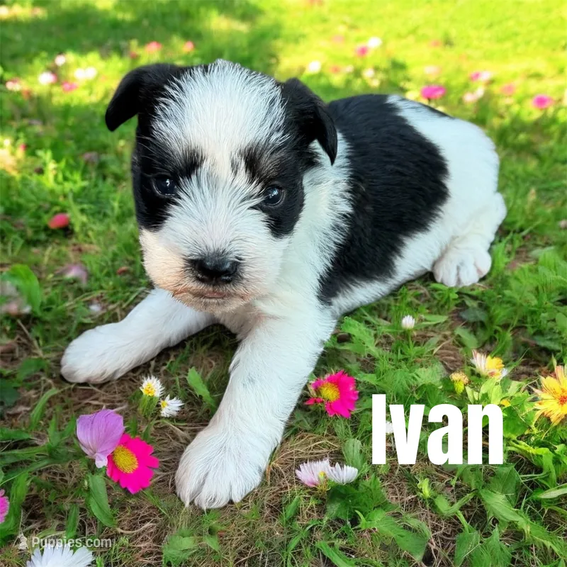 Ivan – Miniature Schnauzer puppy for sale in Mocksville, NC