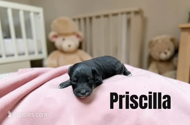 Priscill – Miniature Schnauzer puppy for sale in Mocksville, NC