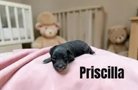 Priscill, a female Miniature Schnauzer for sale in Mocksville, NC – 1 of 1