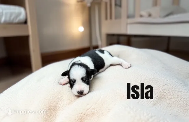 Isla – Miniature Schnauzer puppy for sale in Mocksville, NC