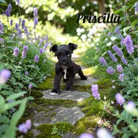 Priscill, a female Miniature Schnauzer for sale in Mocksville, NC – 1 of 2