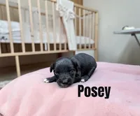 Posey, a female Miniature Schnauzer for sale in Mocksville, NC – 1 of 1