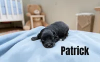 Patrick, a male Miniature Schnauzer for sale in Mocksville, NC – 1 of 1