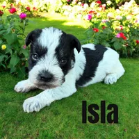 Isla, a female Miniature Schnauzer for sale in Mocksville, NC – 2 of 3