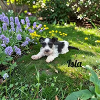 Isla, a female Miniature Schnauzer for sale in Mocksville, NC – 1 of 3