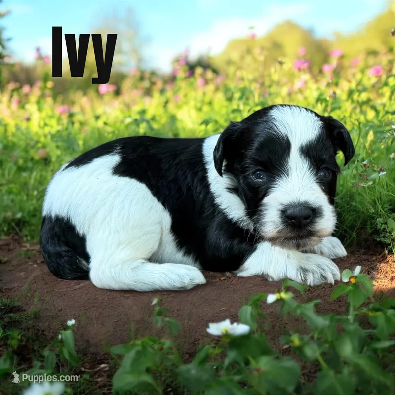 Ivy – Miniature Schnauzer puppy for sale in Mocksville, NC
