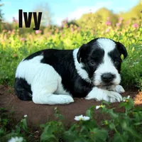 Ivy, a female Miniature Schnauzer for sale in Mocksville, NC – 3 of 4