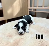Ian, a male Miniature Schnauzer for sale in Mocksville, NC – 1 of 1