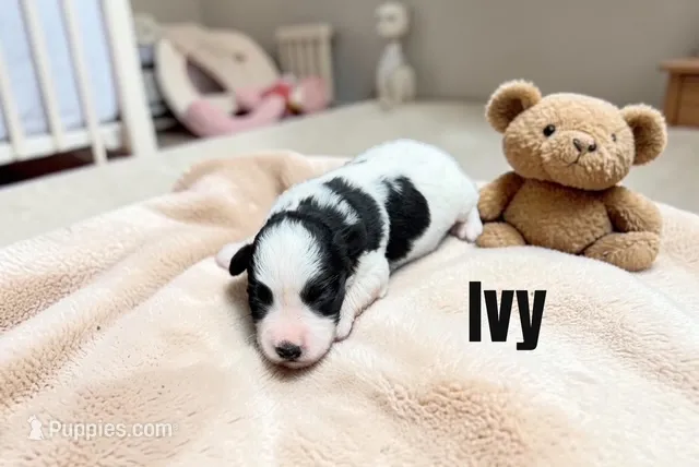 Ivy – Miniature Schnauzer puppy for sale in Mocksville, NC