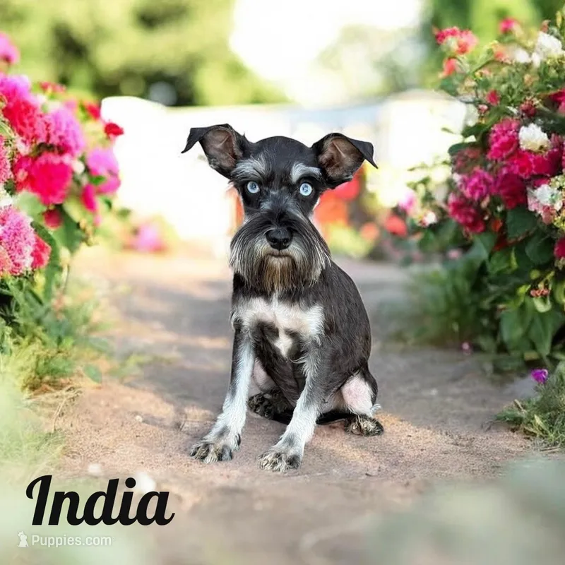 India – Miniature Schnauzer puppy for sale in Mocksville, NC