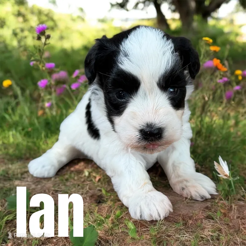 Ian – Miniature Schnauzer puppy for sale in Mocksville, NC