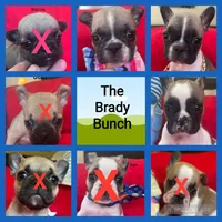 Greg, a male French Bulldog for sale in Howell, MI – 4 of 8