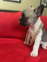 Greg, a male French Bulldog for sale in Howell, MI – 8 of 8