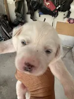 Charlie Brown , a male Great Pyrenees for sale in Howell, MI – 5 of 10