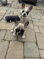Greg, a male French Bulldog for sale in Howell, MI – 3 of 8