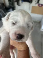 Charlie Brown , a male Great Pyrenees for sale in Howell, MI – 4 of 10
