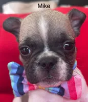 Mike, a male French Bulldog for sale in Howell, MI – 3 of 4