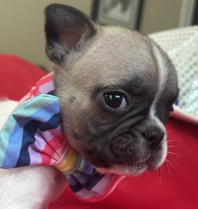 Mike – French Bulldog puppy for sale in Howell, MI