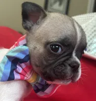 Mike, a male French Bulldog for sale in Howell, MI – 1 of 4
