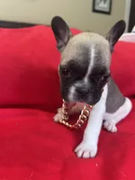 Greg, a male French Bulldog for sale in Howell, MI – 6 of 8