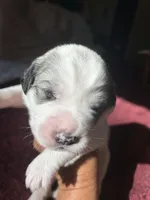 Charlie Brown , a male Great Pyrenees for sale in Howell, MI – 3 of 10