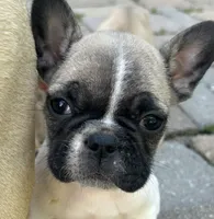 Greg, a male French Bulldog for sale in Howell, MI – 2 of 8