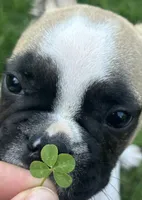 Peter, a male French Bulldog for sale in Howell, MI – 2 of 3