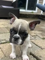 Mike, a male French Bulldog for sale in Howell, MI – 4 of 4