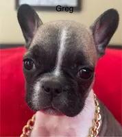 Greg, a male French Bulldog for sale in Howell, MI – 5 of 8